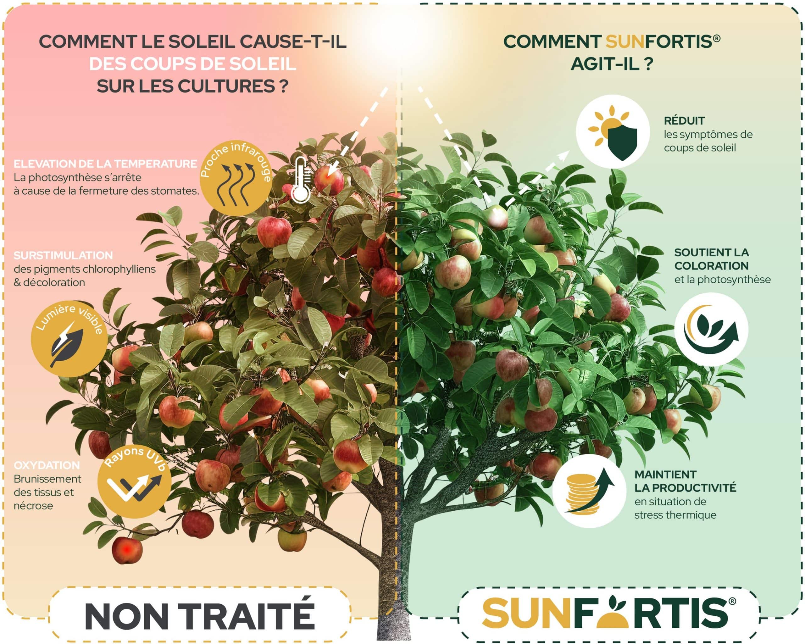 Sunfortis, du magnesium pour maintenir la productivité des plantes, leur photosynthèse et les coups de soleil