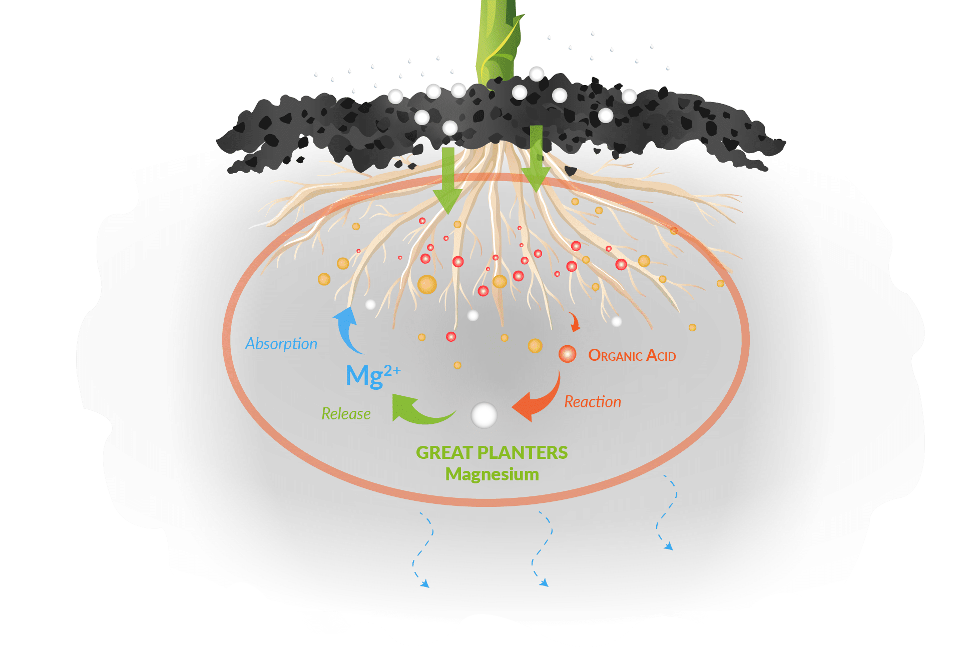 CR MAG, magnesium for great planters
