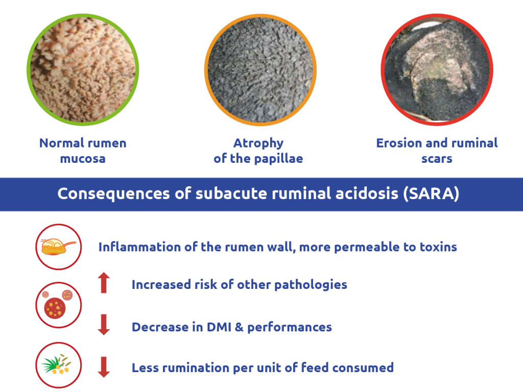 Acidosis | Terresis